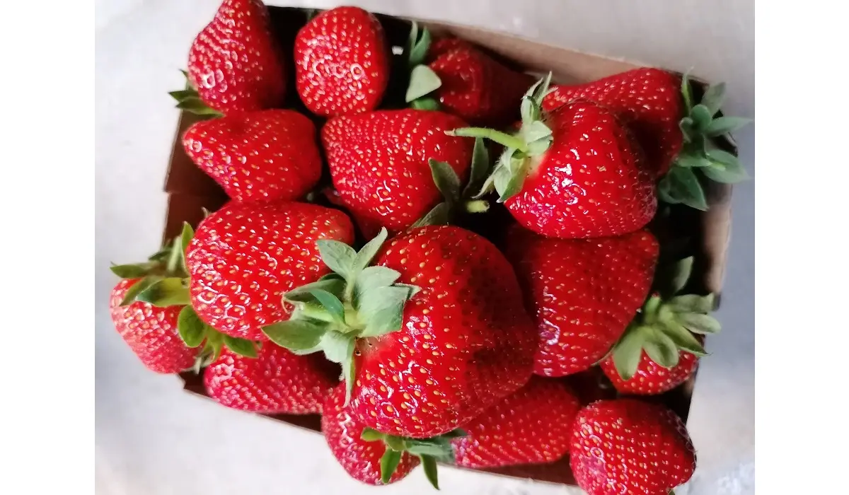 Zemeņu ogas 1 kilograma kastē